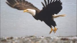 Eagle mindset